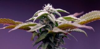 Marruecos licencias cultivo de cannabis