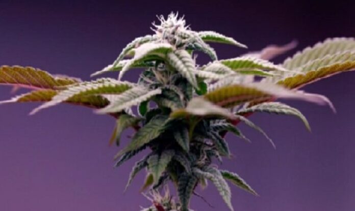 Marruecos licencias cultivo de cannabis