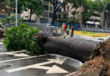 Se cayó un árbol en la avenida Libertador