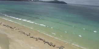 ballenas mueren en Nueva Zelanda