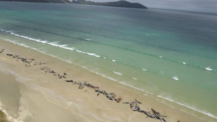 ballenas mueren en Nueva Zelanda