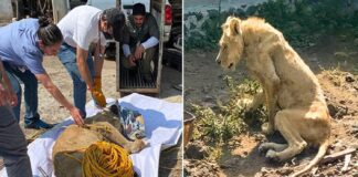 hallaron león desnutrición México