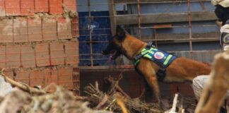 unidad canina rescató personas tejerias