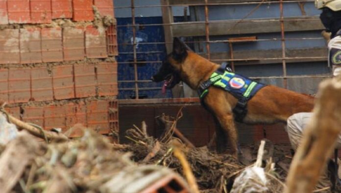 unidad canina rescató personas tejerias