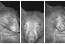 Descubren una cámara silvestre y consiguen más de 400 selfies de un oso