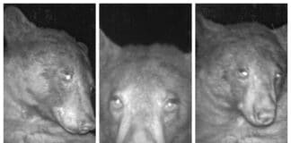 Descubren una cámara silvestre y consiguen más de 400 selfies de un oso