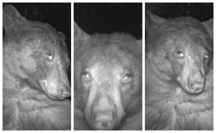 Descubren una cámara silvestre y consiguen más de 400 selfies de un oso