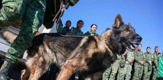 Proteo, un perro del Ejército de México que falleció en su misión de rescate en Turquía