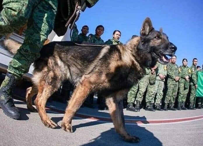 Proteo, un perro del Ejército de México que falleció en su misión de rescate en Turquía