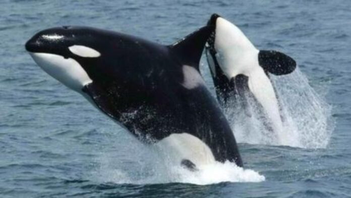 orcas guaira