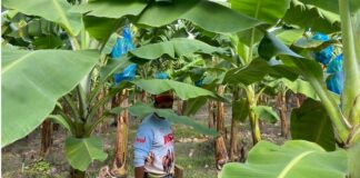 Declaran emergencia fitosanitaria a nivel nacional por hongo mortal para cultivo de plátanos
