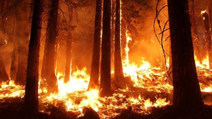 incendios forestales perú
