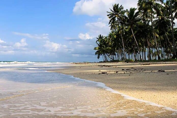 tiburones playa brasil