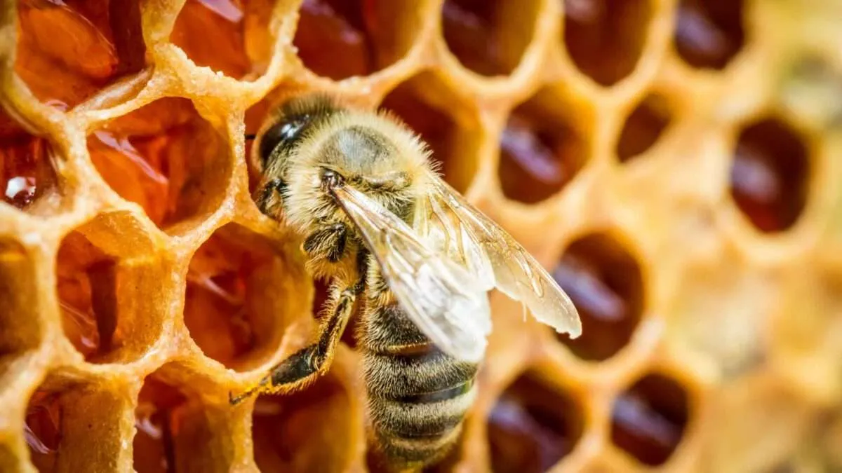 Sorprendentes usos de miel de abeja