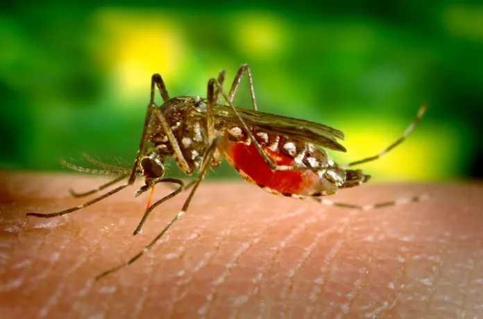 Cambio climático riesgo Dengue
