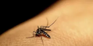 Dengue y malaria en Venezuela - Noticias Ahora