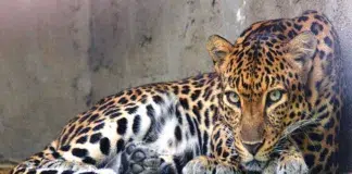 Leopardo Indochina