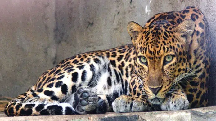 Leopardo Indochina
