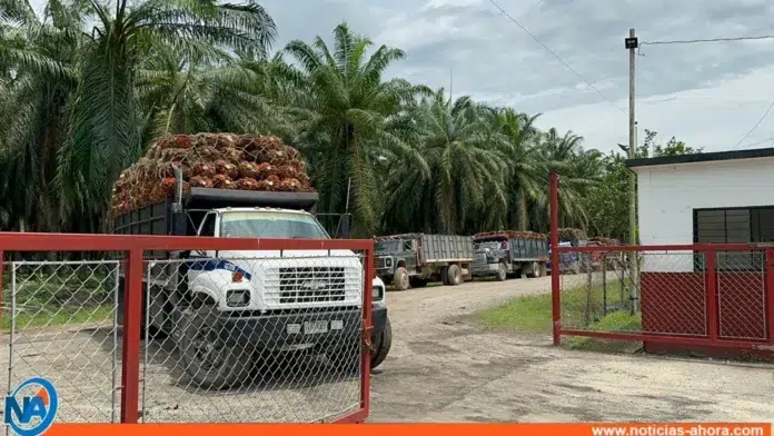Opera con total normalidad la producción de palma aceitera en el Sur del Lago