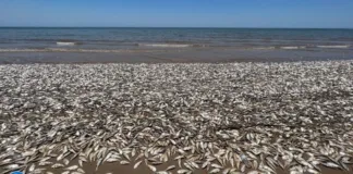 Miles de peces muertos aparecen en una playa de Texas