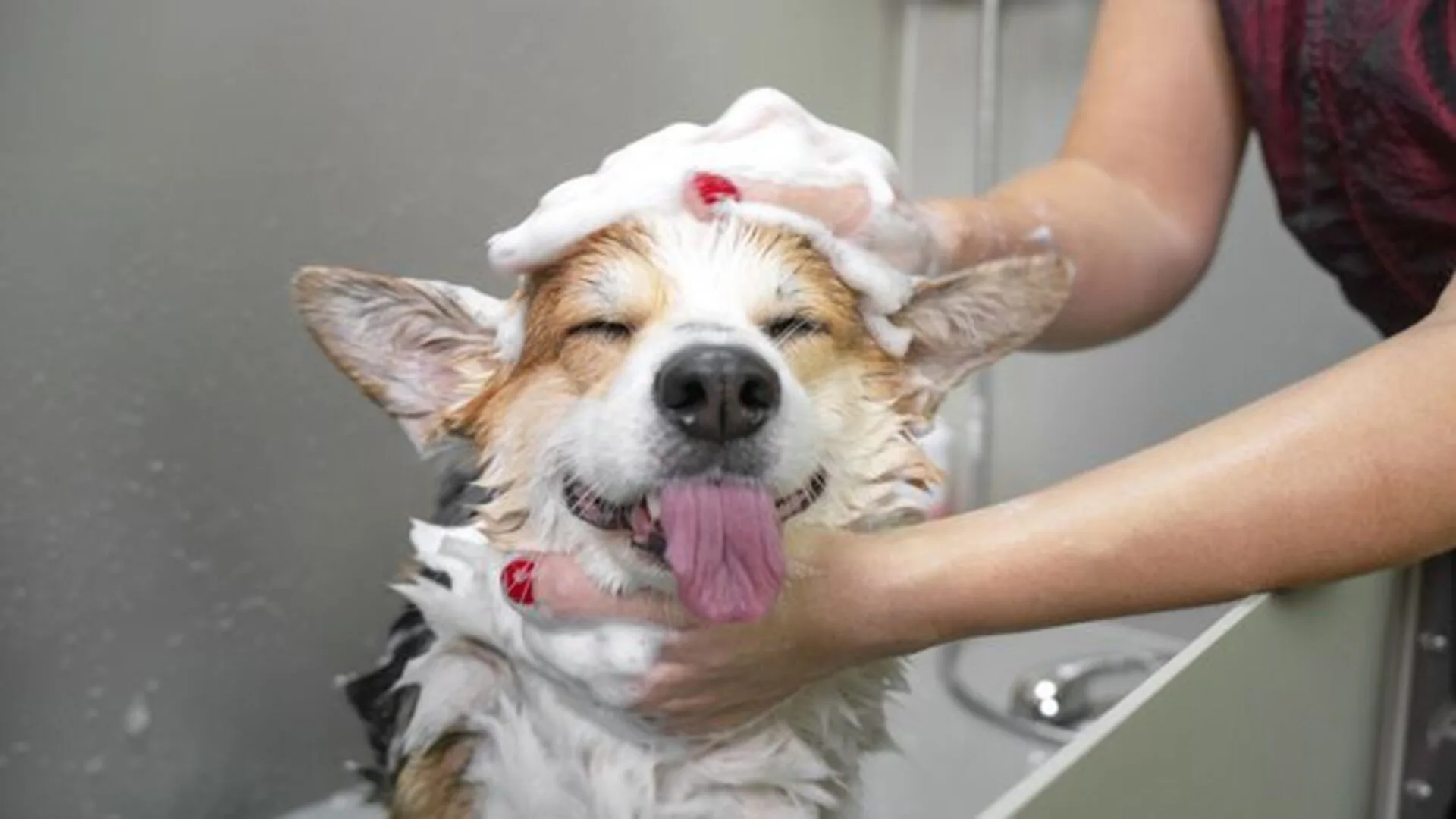 Bañar perro