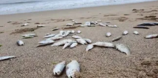 Peces muertos playa mansa
