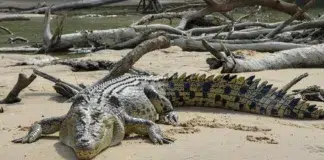 turistas atacados cocodrilo
