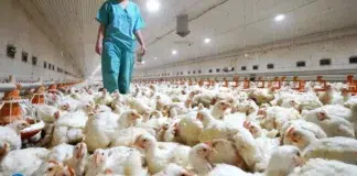 Gripe aviar Humanos