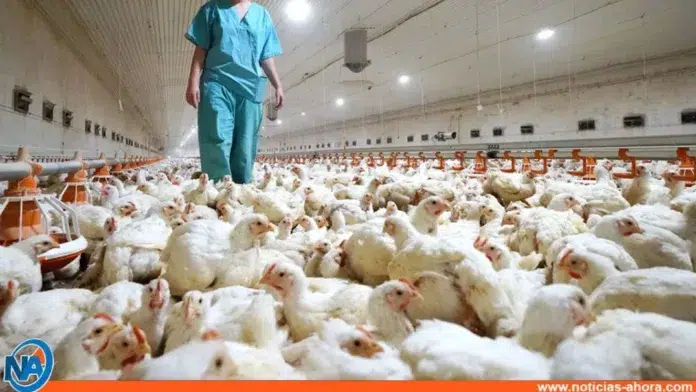 Gripe aviar Humanos