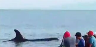 Liberadas siete ballenas Orca