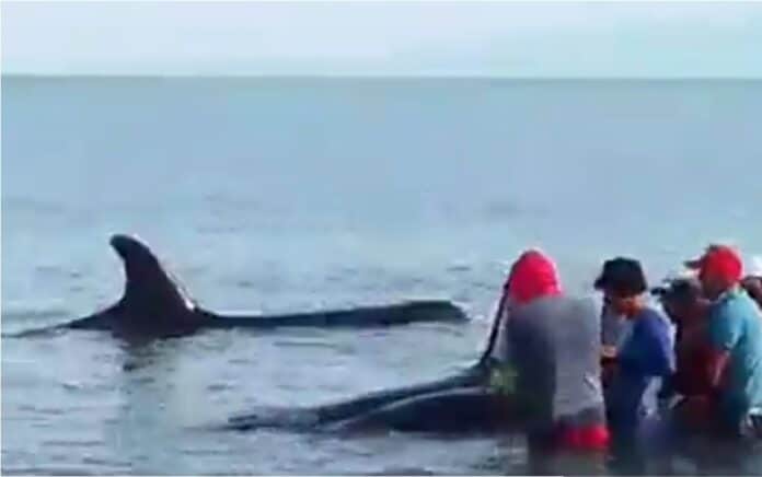 Liberadas siete ballenas Orca