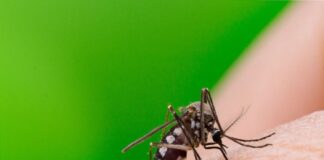 Dengue en Monagas