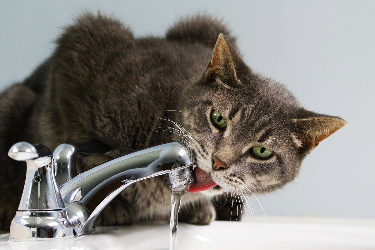Seis consejos para que tu gato beba más agua