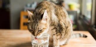 Seis consejos para que tu gato beba más agua