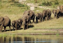 Elefantes pueden comunicarse con nombres 