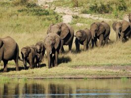 Elefantes pueden comunicarse con nombres 