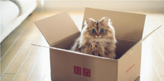 Cajas de cartón gatos