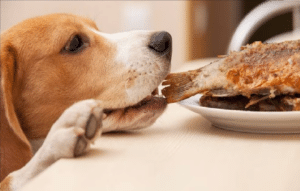 Animales y su hora de comer 1