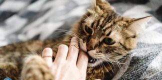 Te has preguntado por qué tu gato te muerde: Expertos explican las razones