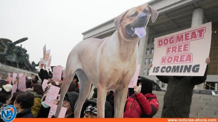 Prohíben venta de carne de perro en Corea del Sur