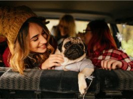 Viajar en carro con nuestro Canino