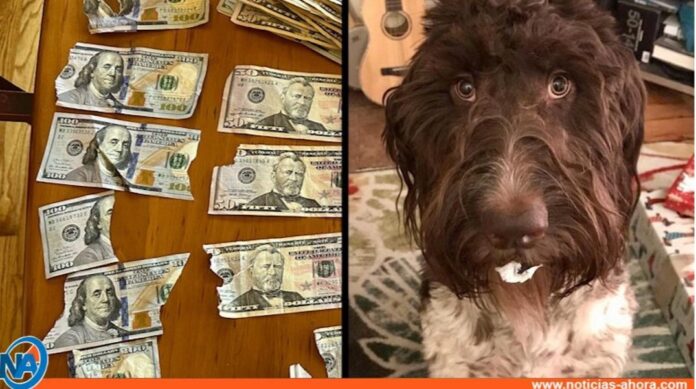 Un perro se comió 4 mil dólares en efectivo y sus dueños quedaron en shock