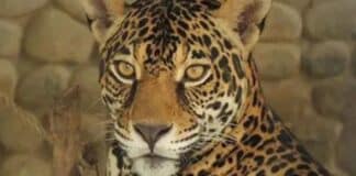 reproducción jaguares Zoológico Las Delicias