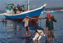 Detenidos tres hombres por llevar 26 tiburones