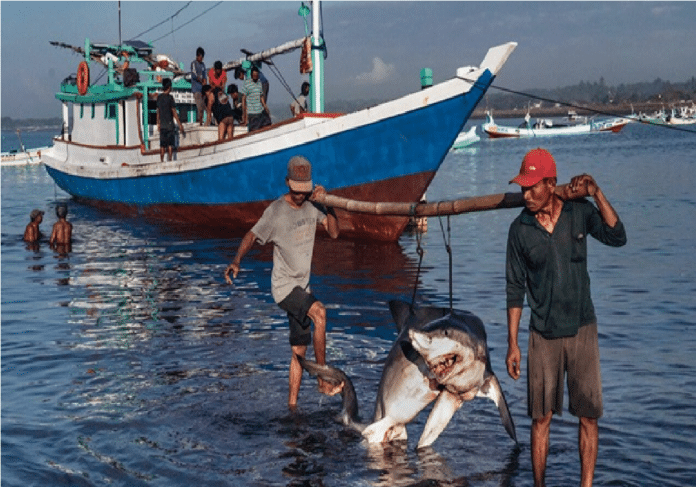 Detenidos tres hombres por llevar 26 tiburones