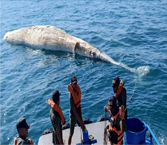 Encuentran ballena muerta Anzoátegui