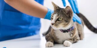 Hemobartonelosis: amenaza invisible que acecha a tu adorable gato