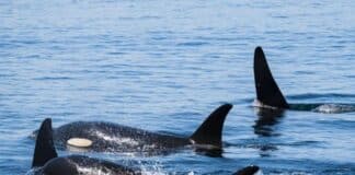 Orcas atrapadas hielo Japón