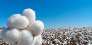 cosechan algodón guárico