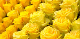 21 marzo flores amarillas